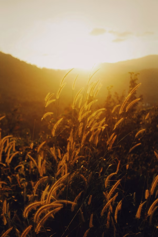 photo of a field during golden hour